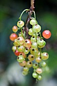 MATURING RIBES RUBRUM, RED CURRANT