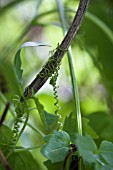 ECCREMOCARPUS, CHILEAN GLORY VINE