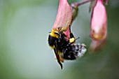 BOMBUS, BUMBLE BEE, HANGING OFF ECCREMOCARPUS, CHILEAN GLORY FLOWER