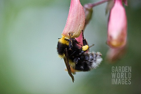 BOMBUS_BUMBLE_BEE_HANGING_OFF_ECCREMOCARPUS_CHILEAN_GLORY_FLOWER