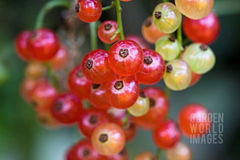 RIBES_RUBRUM_RED_CURRANT