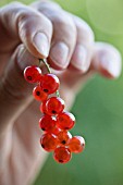 MAN HOLDING RED CURRANT