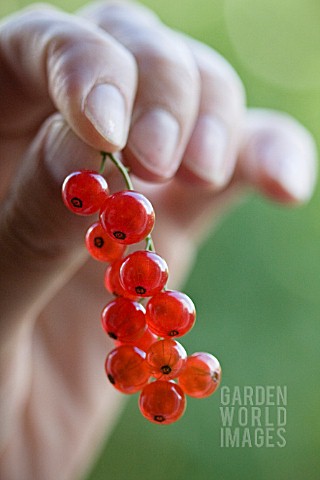 MAN_HOLDING_RED_CURRANT