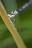 COENAGRION PUELLA, AZURE DAMSELFLY