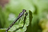 COENAGRION PUELLA, AZURE DAMSELFLY