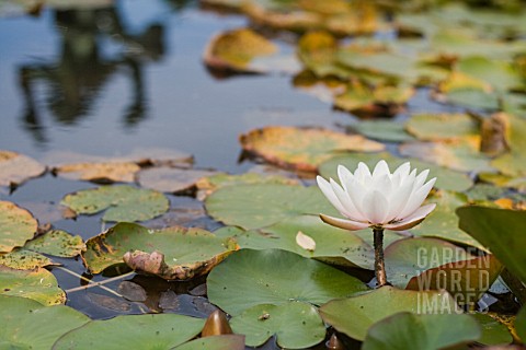 NYMPHAEA_WATER_LILLY