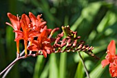 CROCOSMIA