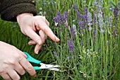 WOMAN CUTTING LAVANDULA, LAVENDER