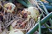 FRESHLY HARVESTED ONIONS