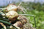 FRESHLY HARVESTED ONIONS