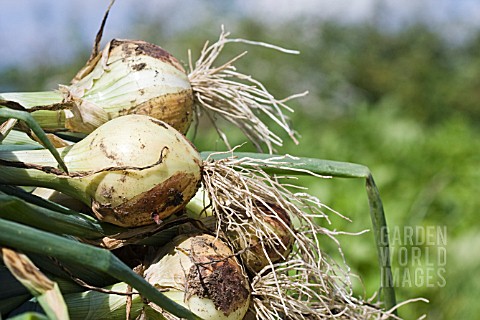 FRESHLY_HARVESTED_ONIONS