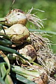 FRESHLY HARVESTED ONIONS