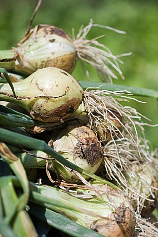 FRESHLY_HARVESTED_ONIONS