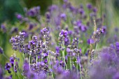 LAVANDULA, LAVENDER