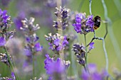 BUMBLE BEE, ON LAVANDULA, LAVENDER