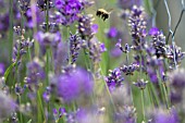 LAVANDULA, LAVENDER