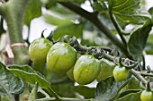 MATURING TOMATOES