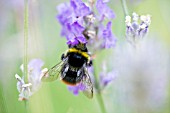 BUMBLE BEE, ON LAVANDULA, LAVENDER