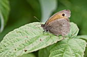 MANIOLA JUTINA, MEADOW BROWN BUTTERFLY RASPBERRY, LEAF