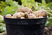 FRESHLY HARVESTED POTATOES KESTREL