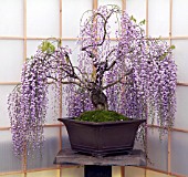 WISTERIA FLORIBUNDA, FLOWERING BONSAI