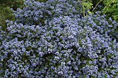 CEANOTHUS CONCHA