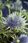 ERYNGIUM SUPA NOVA