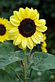 HELIANTHUS VALENTINE