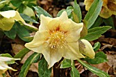 HELLEBORUS ASHWOOD GARDEN HYBRID