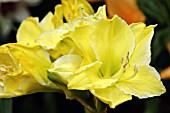 HIPPEASTRUM KLIBER