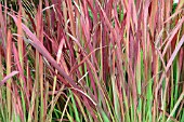 IMPERATA CYLINDRICA RUBRA