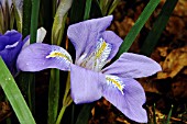 IRIS UNGUICULARIS MARONDERA