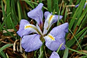IRIS UNGUICULARIS MARONDERA