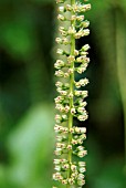 ITEA ILICIFOLIA (AGM)