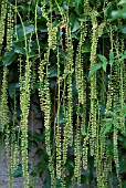ITEA ILICIFOLIA (AGM)