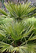 CHAMAEROPS HUMILIS,  DWARF FAN PALM.