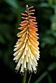 KNIPHOFIA TOFFEE NOSED