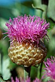 LEUZEA CENTAUROIDES