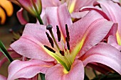 LILIUM SPACE MOUNTAIN