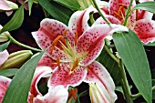 LILIUM STARGAZER
