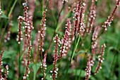 PERSICARIA AMPLEXICAULIS ROSEA