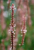PERSICARIA AMPLEXICAULIS ROSEA
