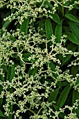 PILEOSTEGIA VIBURNOIDES AGM