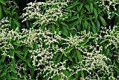PILEOSTEGIA VIBURNOIDES AGM