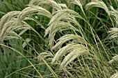 CHIONOCHLOA FLAVESCENS (BROAD LEAVED SNOW TUSSOCK GRASS)