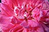 ROSA ENFANT DE FRANCE