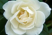 ROSA ICEBERG KORBIN