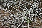 RUBUS BIFLORUS