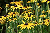 RUDBECKIA FULGIDA