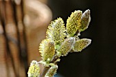 SALIX AEGYPTIACA,  MUSK WILLOW.